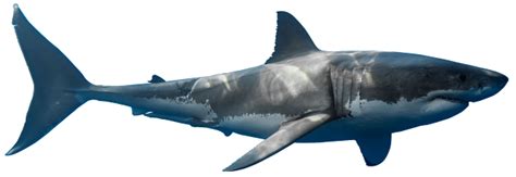 15+ Shark Transparent Images| Shark Transparent Background Images | Shark Transparent PNG