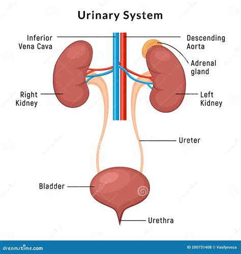 Urinary System Anatomy. Incontinence Biology Infection Uti, Ureter ...