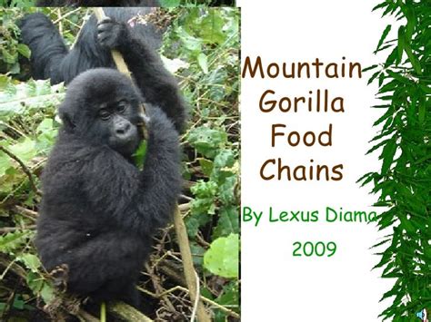 Mountain Gorilla Food Chains