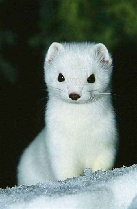 Artistic-realistic nature | Albino animals, Cute ferrets, Cute baby animals