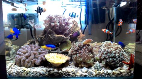 Aquarium air laut mini - YouTube