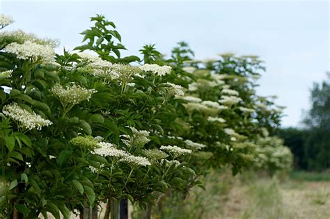 Now Is the Time to Easily Find Elderberry Shrubs! - A Magical Life