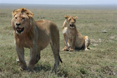 Lions are King of Jungle and among Big 5 Africa wildlife safari species ...