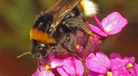 The Surprising Facts About Bumblebee Stings - Yaafur