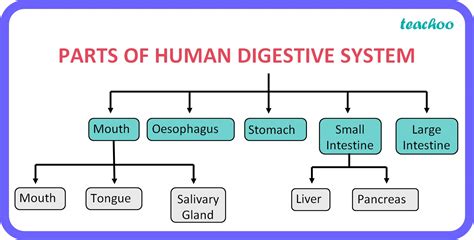 Human Digestive System - Diagram, Full Process (with Flow chart)