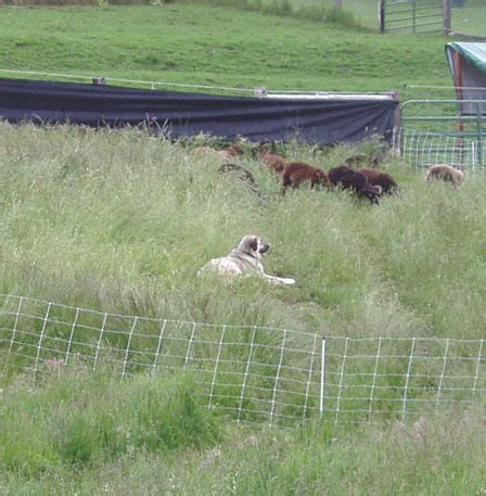 Pasture rotation — spring growth, summer growth : The Soay Sheep Chronicles