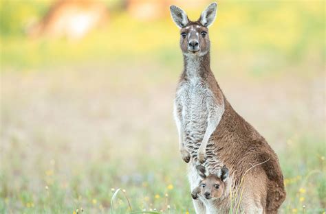 Baby Kangaroo Fecal Microbes Could Reduce Methane from Cows | Current Science Daily