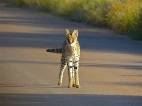 Serval - Facts, Diet, Habitat & Pictures on Animalia.bio