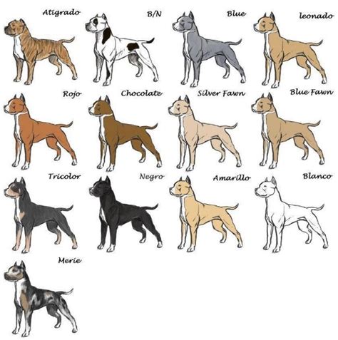 Pitbull Breeding Color Chart | Pitbull Puppies