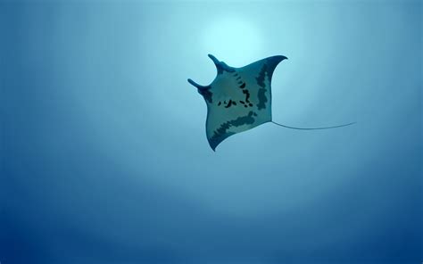 Manta Ray Image - ID: 282507 - Image Abyss