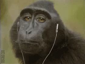 Monkey Earphones In GIF - Monkey EarphonesIn WhenMyJamComesOn ...