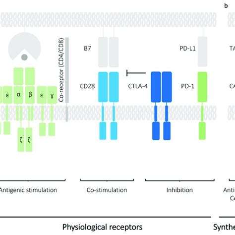 Overview of the different types of receptors present on the surface of... | Download Scientific ...