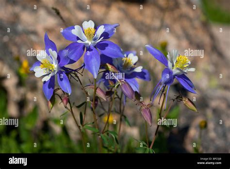 Colorado state flower hi-res stock photography and images - Alamy