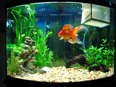 Pin by Jessie Scipio on Aquariams | Beautiful fish, Goldfish tank, Fish tank