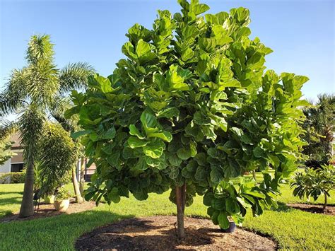 Caring For a Fiddle Leaf Fig Outdoors | Fiddle Leaf Fig