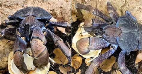 Giant coconut crab eating tender coconut amazes netizens; watch the video