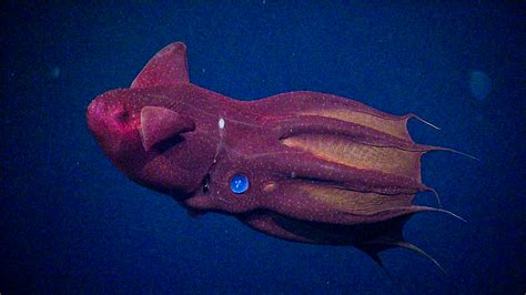 Vampire squid - MBARI