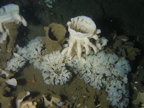 Canada protects unique glass sponge reefs | IUCN