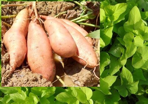 Sweet Potato Cultivation Information Guide | Asia Farming