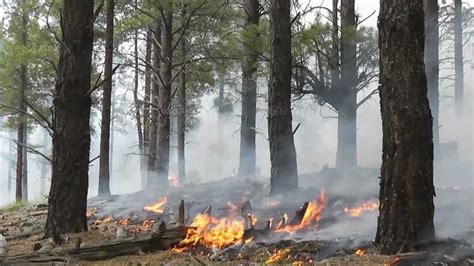 FORESTS UNDER FIRE DOCUMENTARY - YouTube