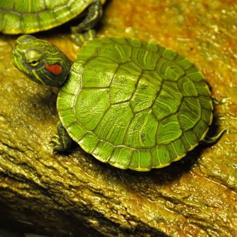 8 [Small Turtles] That Make Great Pets - All Turtles