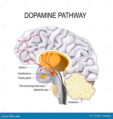 Schizophrenia Dopamine Receptors