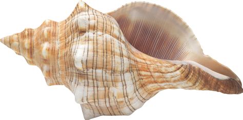 Seashell PNG transparent image download, size: 2472x1225px