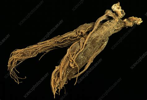 Ginseng roots - Stock Image - B640/0440 - Science Photo Library