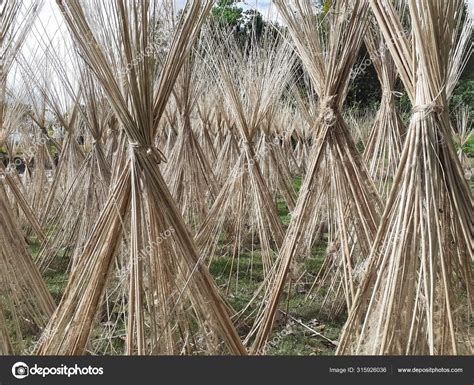 Jute Cultivation