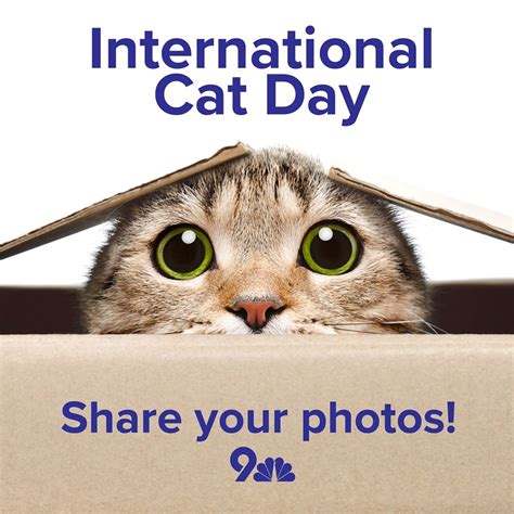 International Cat Day Wishes Images - What's up Today