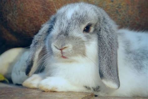 12 Cute Lop-Eared Rabbit Breeds