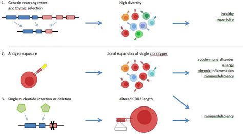 Frontiers | T Cell Repertoire During Ontogeny and Characteristics in ...