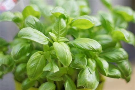 Sweet Basil (Ocimum basilicum)