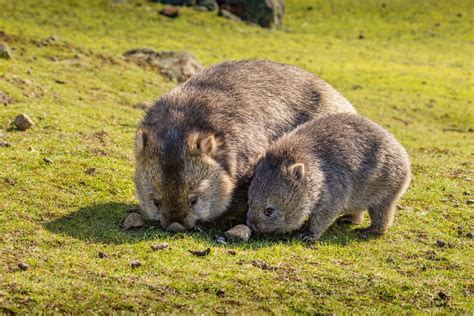 Flinders Island Wombat … | Cute australian animals, Australia animals, Australian animals