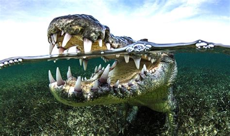 Spate of 'terrifying' crocodile attacks sparks fears for safety as ...