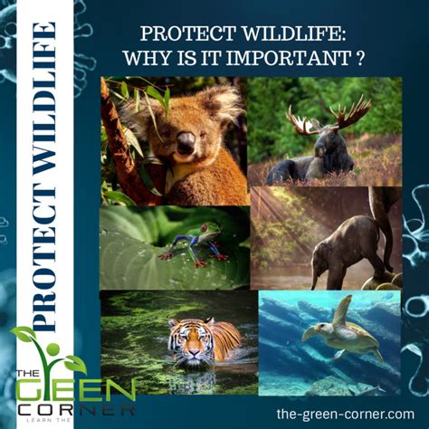 Protect Wildlife: Why It’s Important