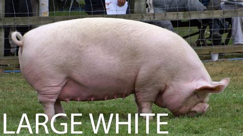 FARM SCHOOL: "Large white" a largest pig breed Ever [ 250 Kg - 450 Kg ] - YouTube