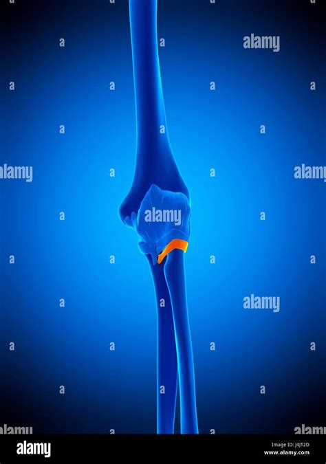 Annular ligament of radius hi-res stock photography and images - Alamy