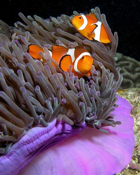 Descubren el porqué de la transexualidad Marlin, el padre de Nemo