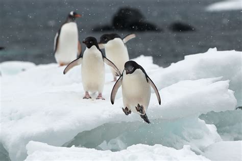Of Highways and Thieves - Stories of Penguins from the Antarctic Peninsula - Darter Photography