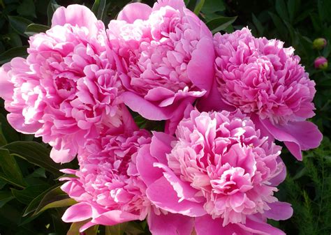 Pink Peony Wallpapers - Wallpaper Cave