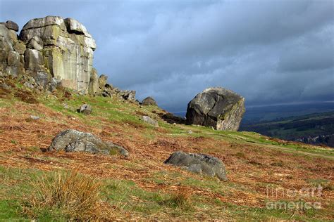 Cow and Calf Ilkley Moor Photograph by Ozzy Dry - Pixels