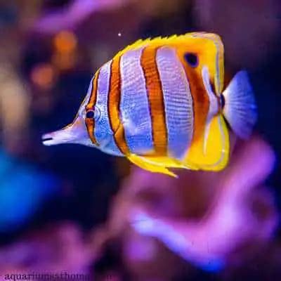 Are Copperband Butterflyfish Reef Safe?