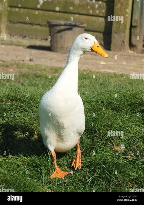 White Indian runner duck in a farmyard Stock Photo - Alamy