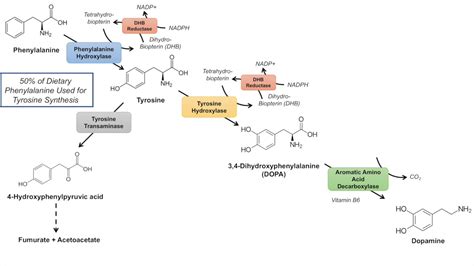 Catecholamine Biosynthesis Pathway - YouTube