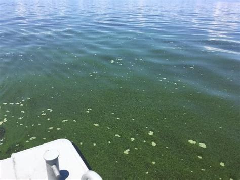 Florida DEP finds more blue-green algae on Lake Okeechobee near Treasure Coast | WPEC