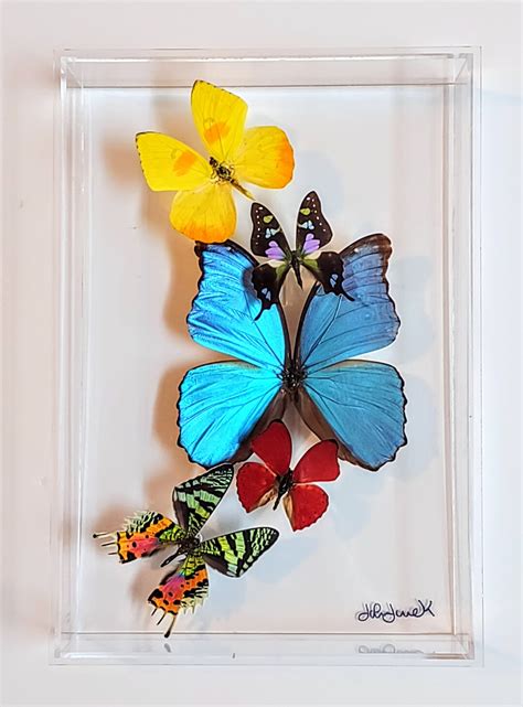 Butterfly Display, Framed Butterflies, Mounted Butterflies, Butterfly ...