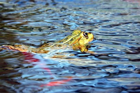 Foto gratis: acqua, rana, lago, zoologia, anfibio, animale, palude