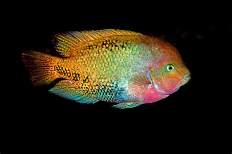 Redhead Cichlid (Vieja melanurus): Ultimate Care Guide - Fish Laboratory