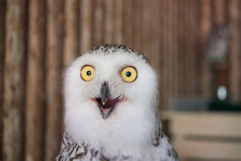 10 Awesome Owl Photos For International Owl Awareness Day